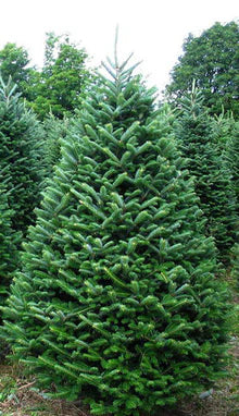 Trees for Bozzuto Buildings